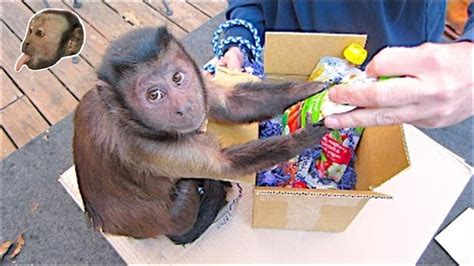 Package monkey. Things To Know About Package monkey. 