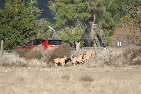 Packs of wild dogs terrorizing Riverside County: LAT