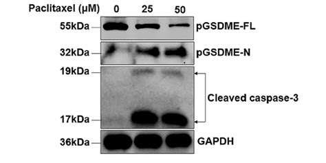 Paclitaxel Antitumor Agent MedChemExpress