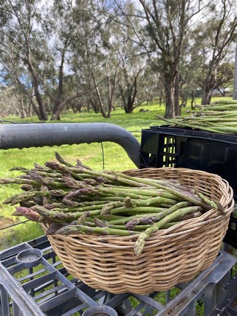 Paddock to plate to palate The West Australian