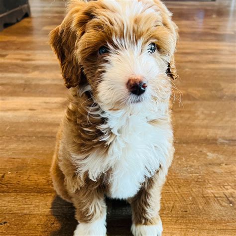 Full Name | Sunday of Padgetts Hill Type /breed | Old English Sheepdog Certifications | AKC Weight | 45 bs Colors/markings | Grey / White Genetically tested with Embark Vet; If you are interested in getting more info regarding how to get on our reservation list please click the button below and we will follow up ASAP.