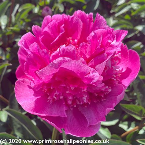 Paeonia Best man - Peonies - My Peony Society