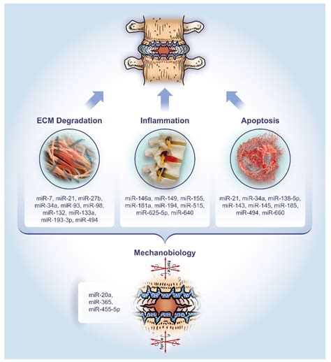 Painful intervertebral disc degeneration and inflammation: from ...