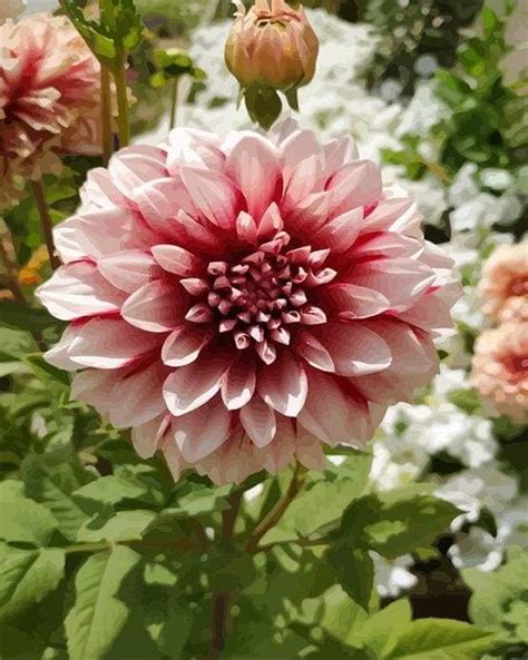 Paint by numbers - Dahlia Flower – Figured