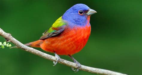 Painted Bunting Life History - All About Birds