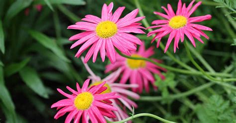 Painted Daisy Plants Questions & Answers Questions 1 - 6