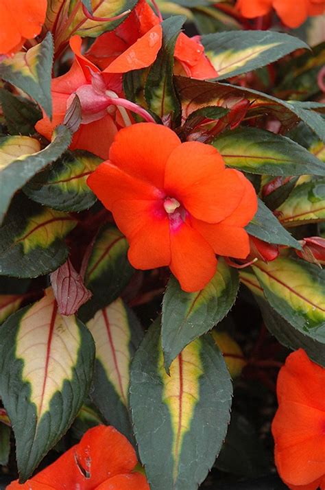 Painted Paradise Orange New Guinea Impatiens