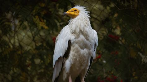 Painted Spurfowl, Egyptian Vulture, to Forest Wagtail: Species …