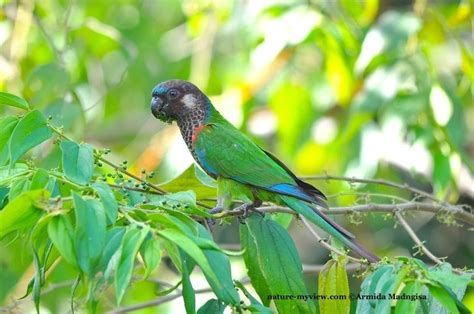 Painted parakeet - Wikipedia