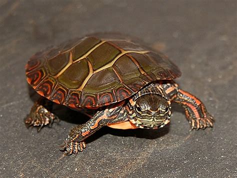 Painted turtles for sale. WE HAVE BABY WESTERN PAINTED TURTLES FOR SALE. HERE ARE SOME HIGHLIGHTS: Chrysemys picta bellii. Too Young To Sex. Captive Bred Babies. Approximately 1 Inch In Length In Shell Length. Adults Will … 