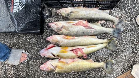 Pair in fishing scandal plead guilty to cheating in walleye tournament