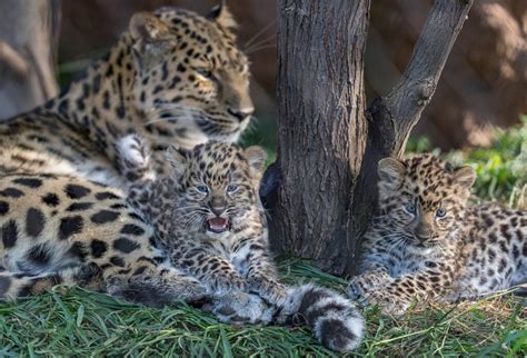 Pair of critically endangered Amur leopard cubs born at Cheyenne Mountain Zoo