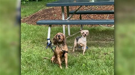 Pair of dogs abandoned a picnic table in Sudbury will likely be put up for adoption
