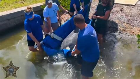 Pair of manatees released back into Southwest Florida waters after successful rehabilitation