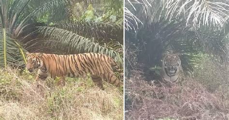 Pak Belang muncul lagi