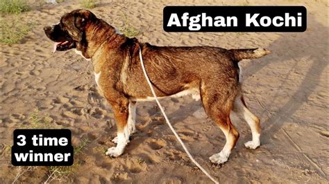 474px x 266px - Pakistani Quetta Dogs Sex