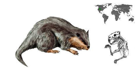 The Palaeocastor fossils were discovered in Nebraska in America, along with at least 15 species of beavers. Modern-day beavers belong to the Castor genre. Beavers are known to build bridges and dig the ground. They have a long fossil history in the Northern Hemisphere beginning in the Eocene. While Palaeocastor dug trees and the …. 