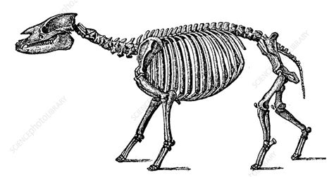 Palaeotherium, Cenozoic Mammal - Stock Image - C033/4528