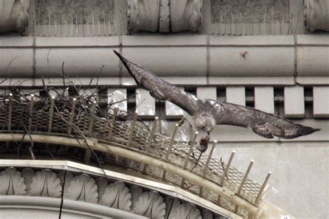 Pale Male, red-tailed hawk who nested above NYC’s Fifth Avenue for 30 years, dies at 33