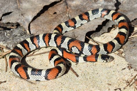 Apr 7, 2020 · They are agile snakes who will strike quickly but are not considered dangerous to humans. Without fangs, they do possess small teeth and are only likely to bite when provoked or threatened. Thankfully milk snakes are not poisonous. There are almost no poisonous snakes left in existence – aside from a few rare species of snakes in the wild. . 