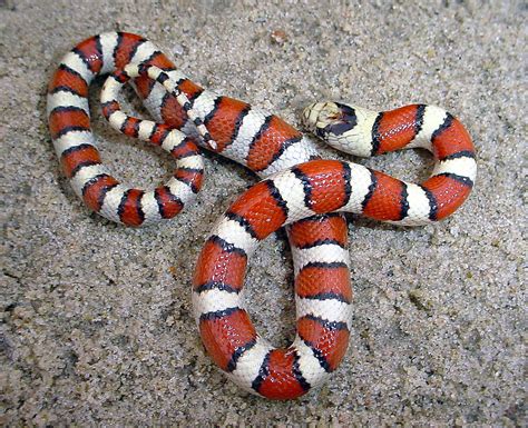Pale milksnake. Sharptail snake. The sharptail snake is found in moist areas in coniferous forest, deciduous woodlands, chaparral, and grasslands. It frequents open grassy areas at forest edges and usually occurs under the cover of logs, rocks, fallen branches, or talus. Sharptail snakes appears to specialize in feeding on slugs. Photo by Calypso Orchid, Flickr. 