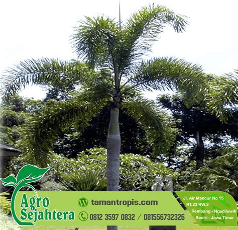 Palem ekor tupai harga. .  <a href=https://dl.hongyshop.com/admin/view/stylesheet/hphwjb9...