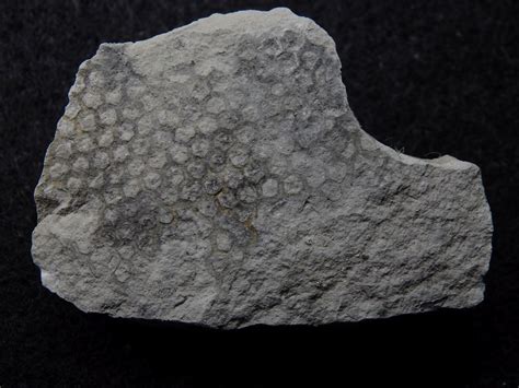 The most recognizable form, Paleodictyon nodosum, is characterized by rows of holes that intersect at an angle of 120°, responsible for the characteristic hexagonal pattern on. 
