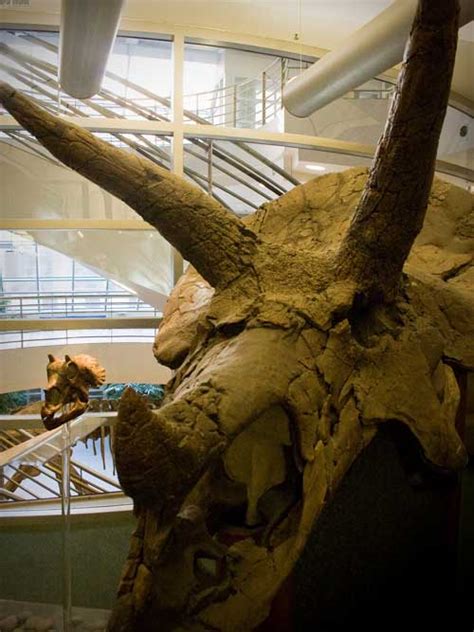 Paleontology graduate programs. Things To Know About Paleontology graduate programs. 