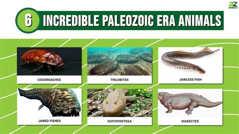 Paleozoic Era Paleozoic Era Animals & Timeline - Study.com