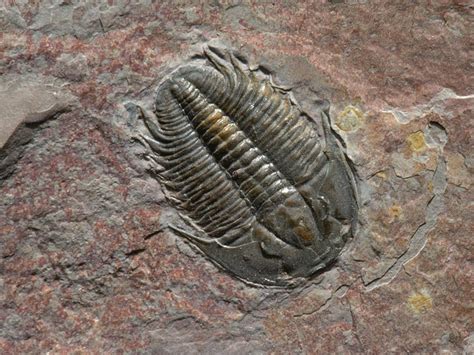 Paleozoic era fossils. Things To Know About Paleozoic era fossils. 