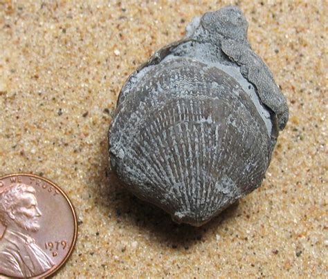 Paleozoic fossils. Trilobites (see Fossil Focus below) were the dominant group of organisms in the seas, but sponge-like archaeocyathids, jellyfish (see Fossil Focus below), and certain brachiopods were also common. The corals, brachiopods, and crinoids that dominate the rest of the Paleozoic had only a minor presence in Cambrian oceans, and little or no life was ... 