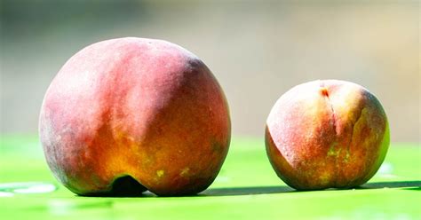 Palisade orchard claims to have grown world’s heaviest peach