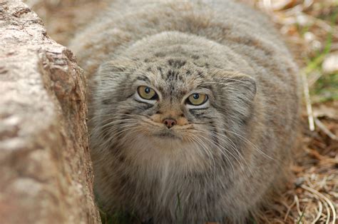 Pallas cat as a pet. Length. 46-65. cm inch. The Pallas's cat ( Otocolobus manul) is a small wild cat well camouflaged and adapted to the cold continental climate in its native range. It has rounded rather than vertical slit pupils, a unique feature among small cats. It inhabits rocky montane grasslands and shrublands, where the snow cover is below 15-20 cm (6-8 in ... 