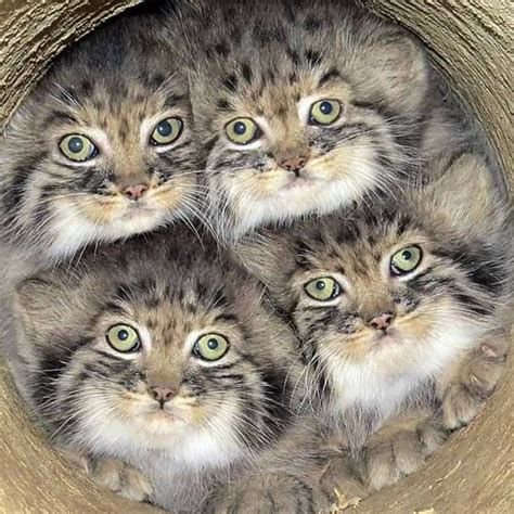 Pallas kittens. Pallas's cat kittens in Novosibirsk zoo #cat #cats #catlover #catlife #catlovers #kitten #instacat #kitty #pet #cute #love #meow. Pallas's Cats · Original audio 