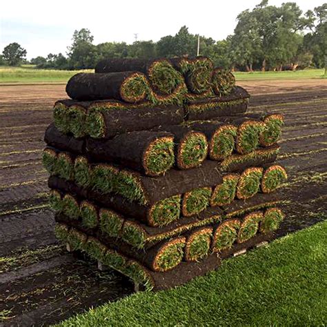 Pallet of sod. 450 sq ft per pallet. Available in ½ pallets & individual pieces (16 x 24 inches). Centipede Sod. Centipede is a low-maintenance option for your lawn. It ... 