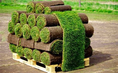 Pallet of sod cost. Price includes $30.00 refundable pallet deposit. Customer must return pallet for refund. Local Pickup option Available in Checkout; enter shipping address then select delivery or pickup option. Item Weight & Dimensions : 680 SQ FT (68-10 Square foot rolls) 4’L x 4’W x 5’H pallet Approximately 3000 lbs. $ 455.00. 