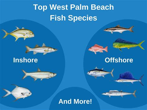 Palm Beach Fish & Steak Restaurant, Alanya Tripadvisor.