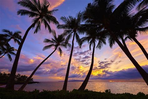 Palm Tree & Anchor Ankle Tattoos Best tattoo ideas & designs
