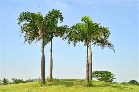 Palm Trees Price