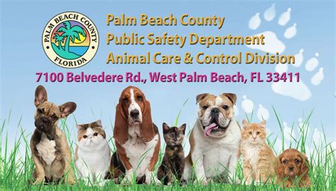 Palm beach county animal control. Oct 26, 2023 · The event is Saturday from noon to 4 p.m. at Palm Beach County Animal Care and Control located at 7100 Belvedere Rd. in West Palm Beach. Anyone planning to attend the event is encouraged to pre ... 