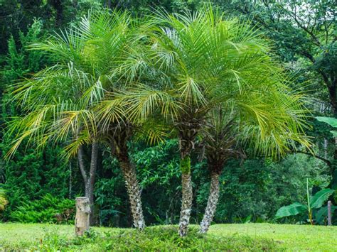 Palm pygmy date. Learn about the pygmy date palm, a slow-growing, easy-care landscape palm with feathery fronds and small stature. Find out how to plant, care for, and use this palm in different settings and containers. 