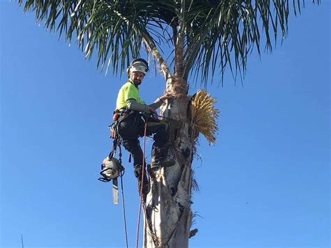 Palm tree removal. Gather Equipment. Next, gather the necessary equipment. The type of trimming tool will depend on the size of your tree. For fronds that are less than one inch in diameter and flower stalks, a serrated knife should do the trick. You can use clippers or pruning shears for fronds that are larger than one inch in diameter. 