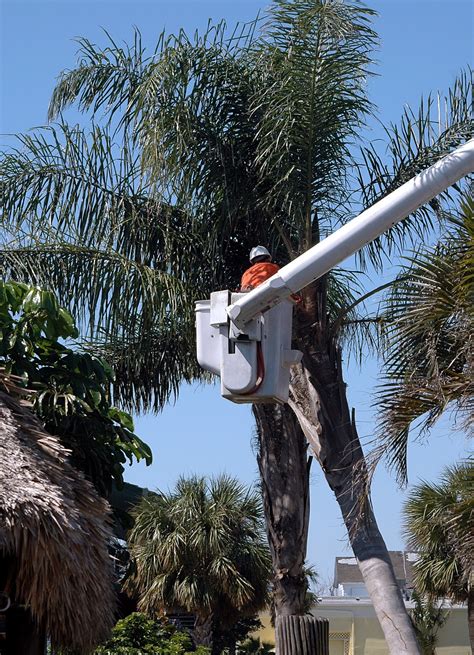 Palm tree trimmer. Feb 5, 2024 ... Normal range: $125 - $800. The average homeowner pays about $375 for palm tree trimming. Depending on size and location, the cost can go as high ... 