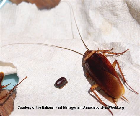 Palmedo bugs. Call us on 704-283-1527. Blog. Related Posts. Are Cockroaches Harmful? January 27, 2020. When most of us think about cockroaches, we envision the insects … 