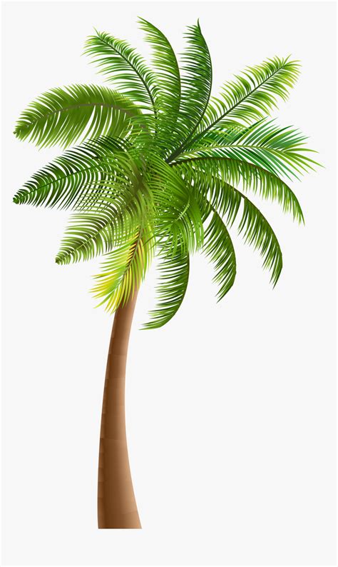 Palmera - find and download best transparent png clipart images …