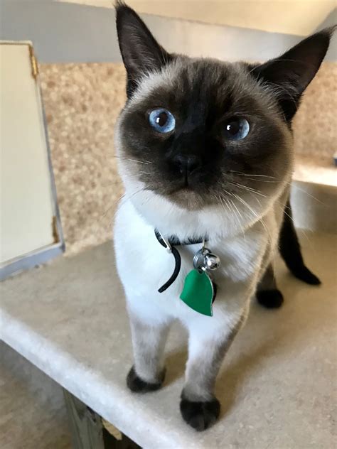 Palmetto acres siamese. Palmetto Acres Siamese. 748 likes · 26 talking about this. A cattery located in Greenville, SC specializing in traditional seal point (applehead) Siamese. 
