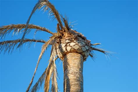 Palmier : un arbre robuste qui peut tout de même tomber malade