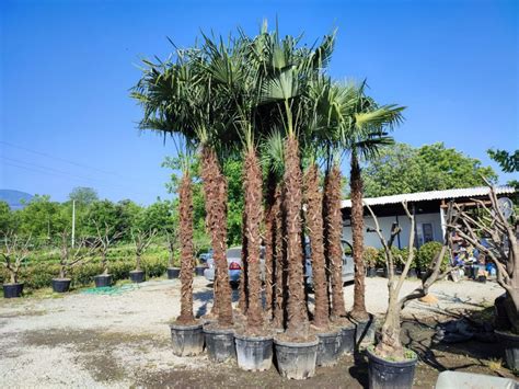 Palmiye Halı ve Koltuk Yıkama