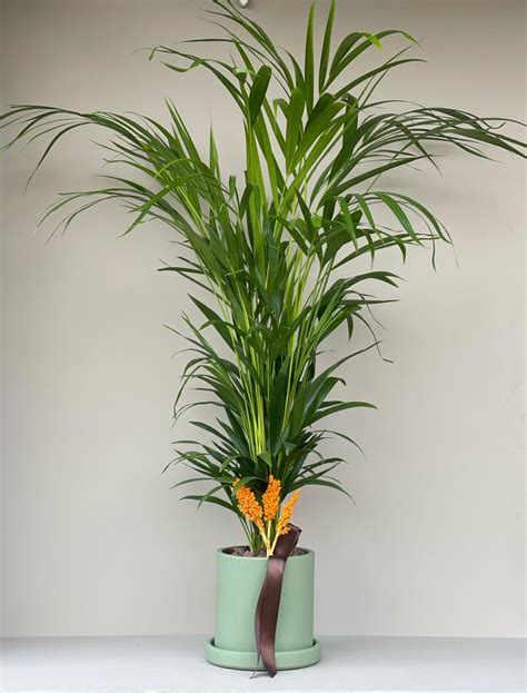 codini.rgarabwor.edu.pl. 