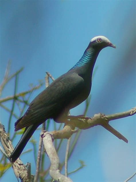 Paloma corona blanca (Aves de la Península de Yucatán)